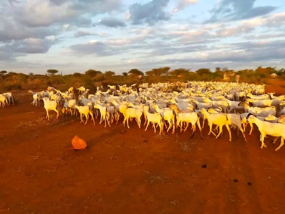 A herder's goats grazing across the Kenyan savanna at golden hour