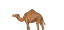 Mnomad camel mark