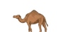 Mnomad camel mark