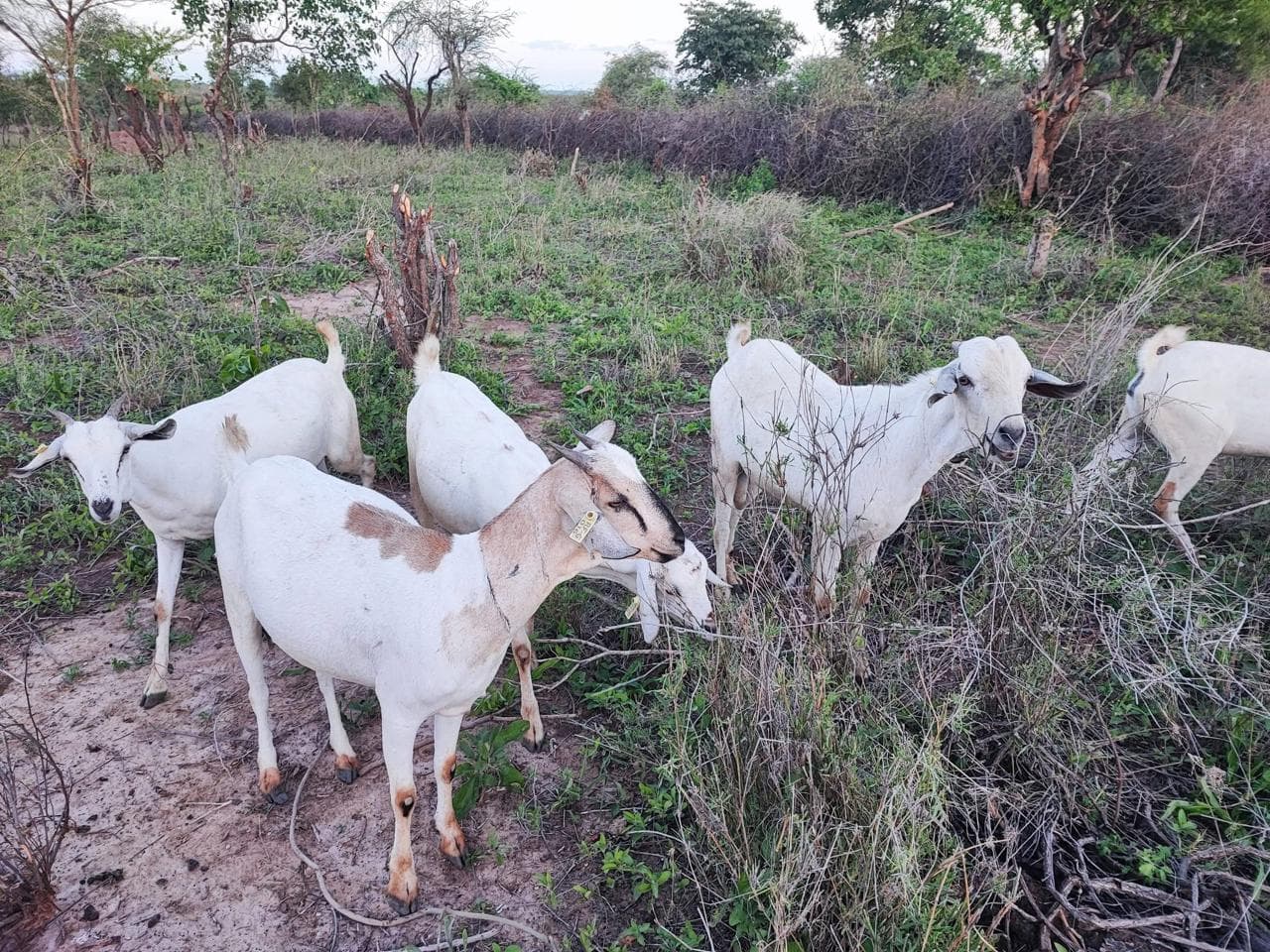 Goats — Kids